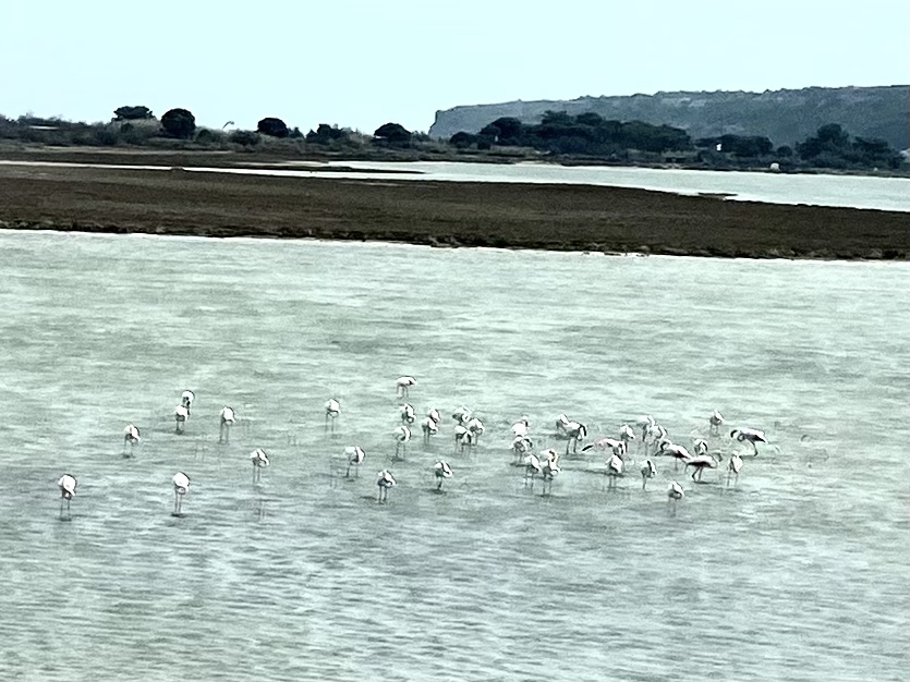 Storks on the lakes near to Narbonne